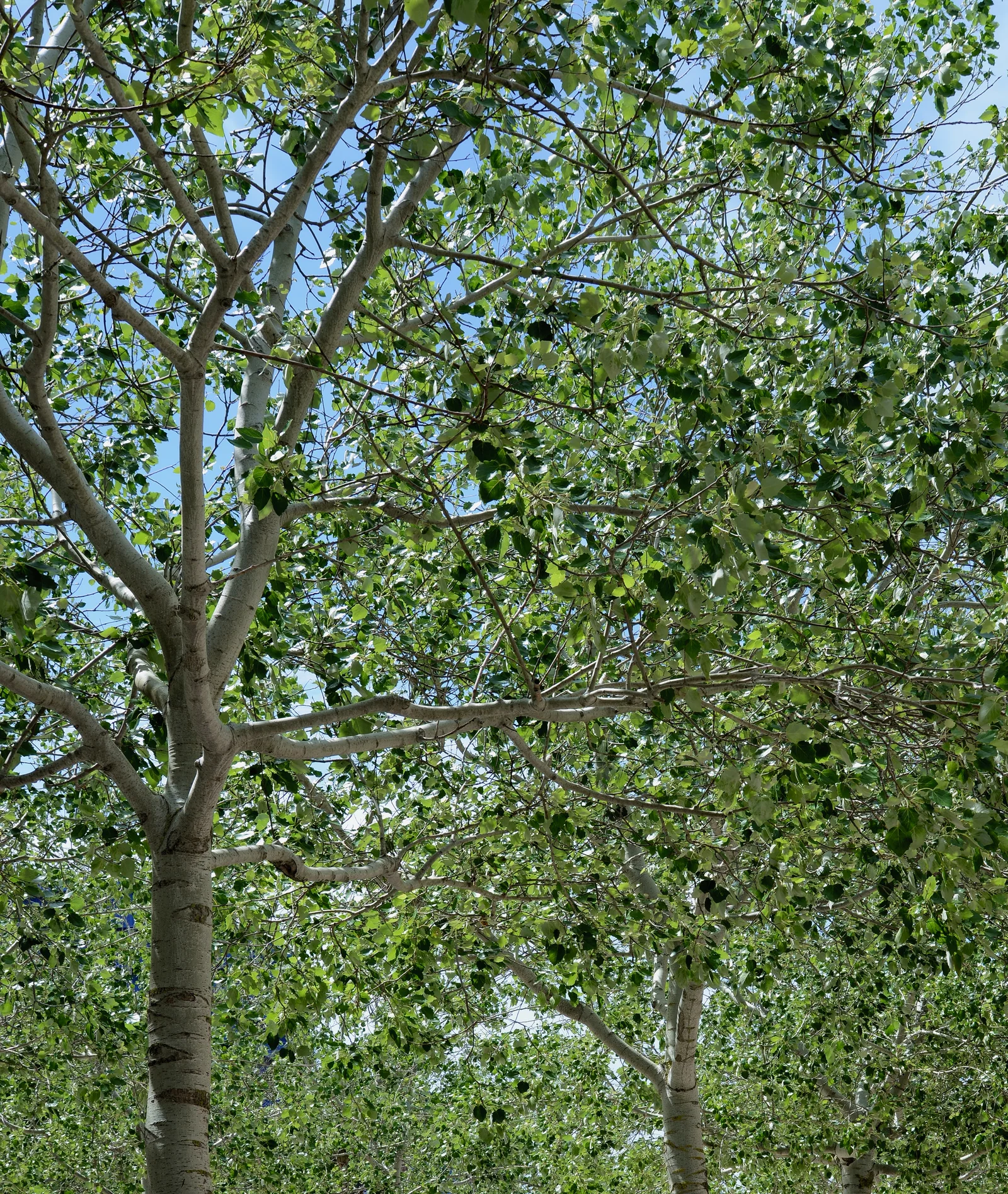 Poplar field image showing key visible features.