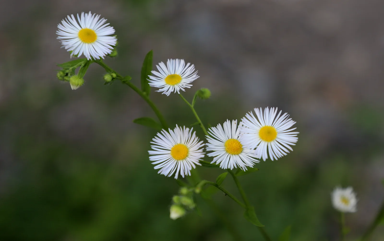 Prairie Fleabane showing many threadlike white rays.