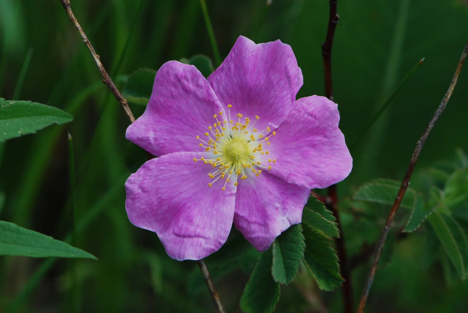 Prairie rose flower with pink petals in open habitat.