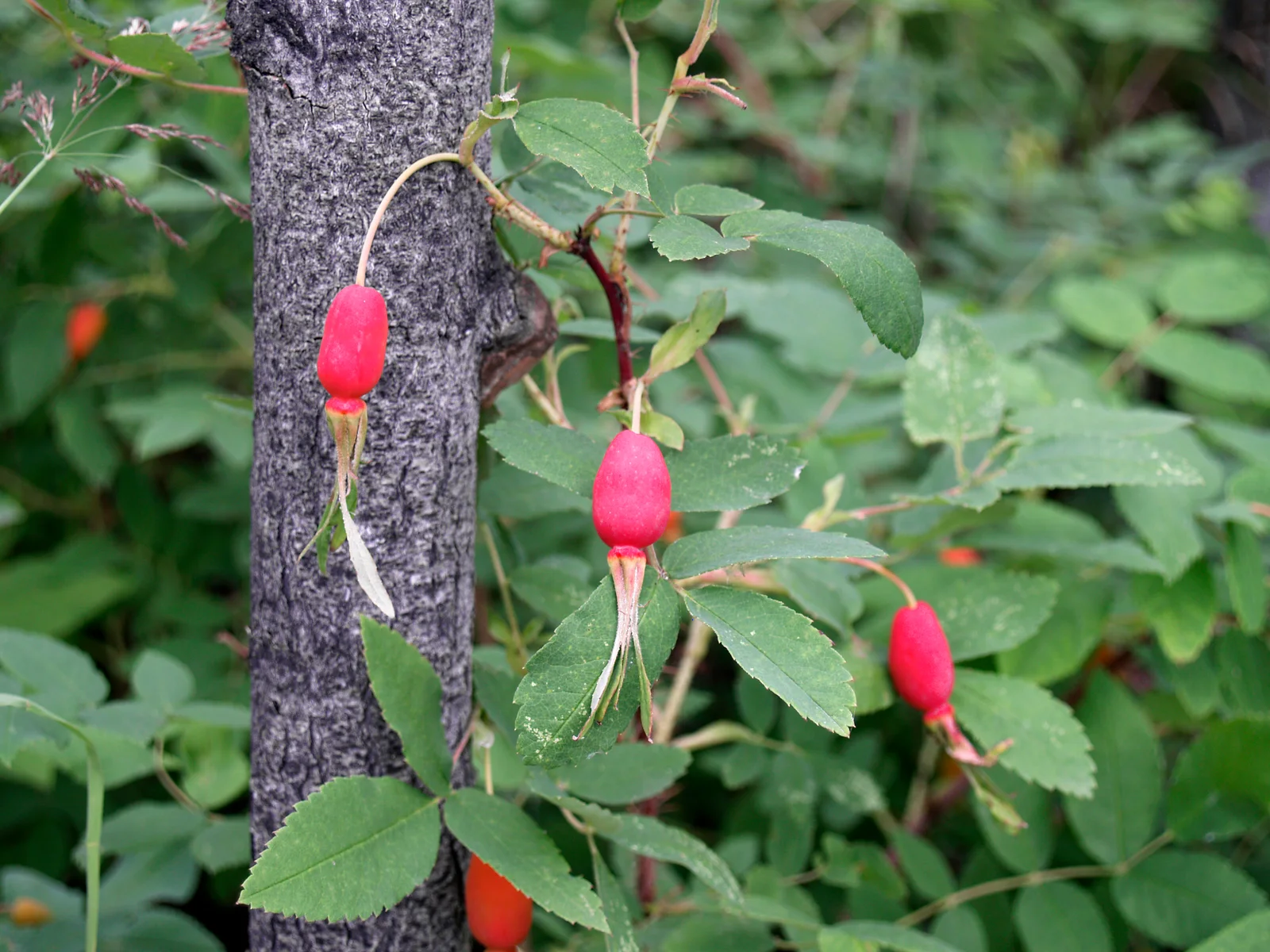 Prickly Rose showing needle-thin prickles.