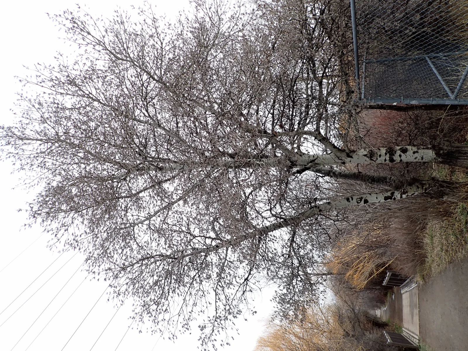 Quaking Aspen showing field marks for Populus tremuloides.
