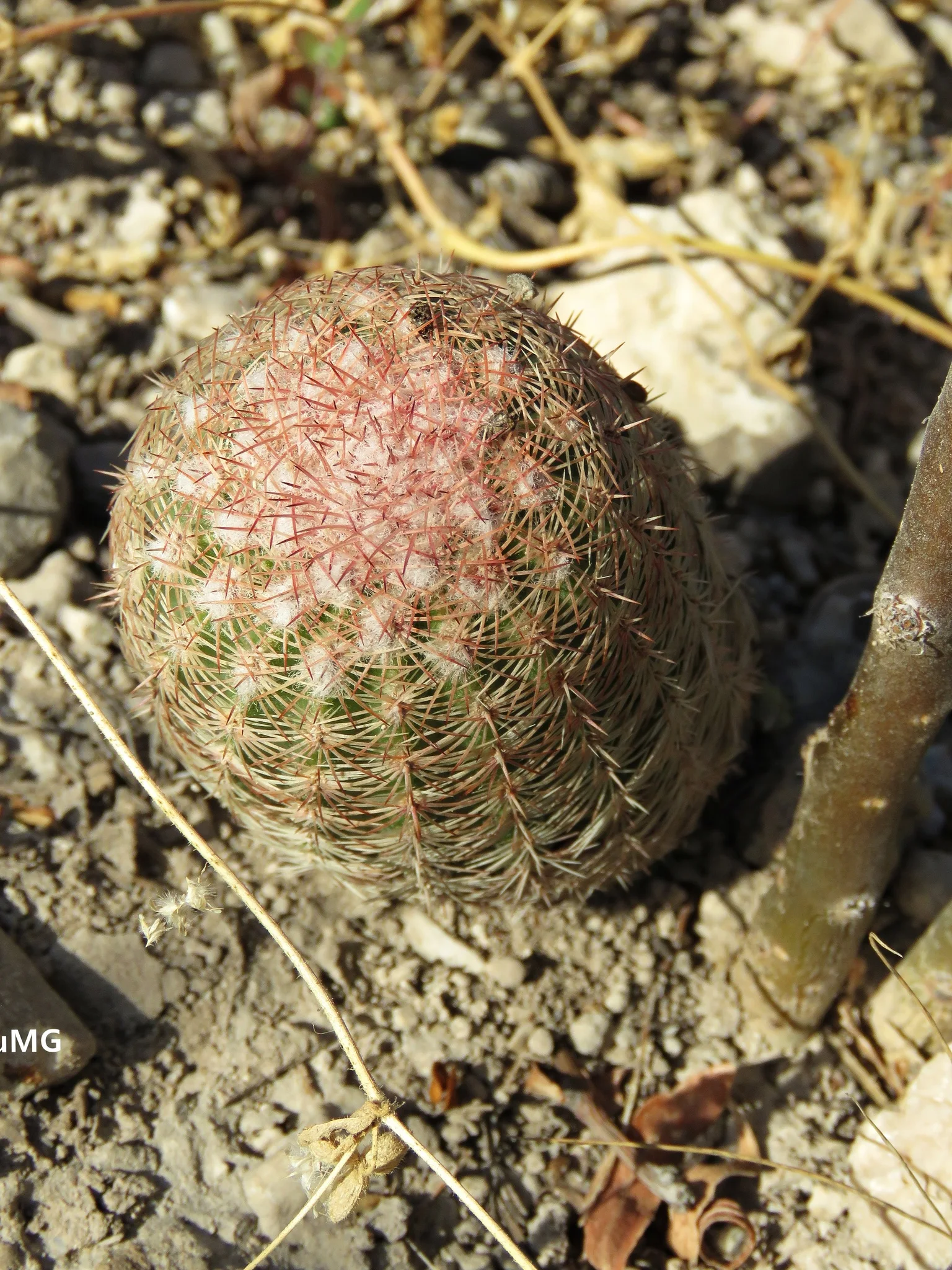 Echinocereus pectinatus in flower, with a magenta bloom above a ribbed cactus body covered in pale comb-like spines.