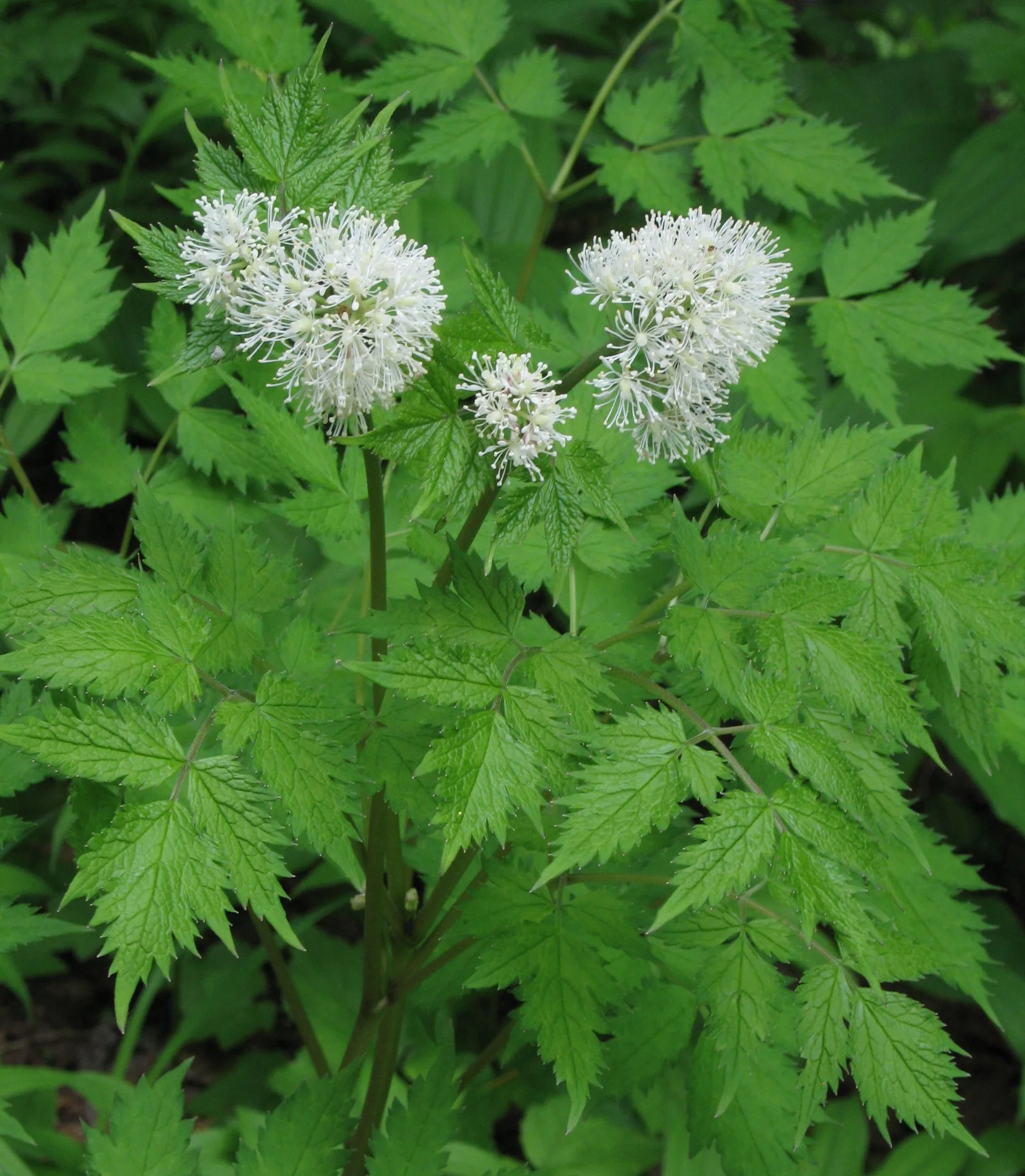 Red Baneberry showing compound leaves with toothed leaflets.