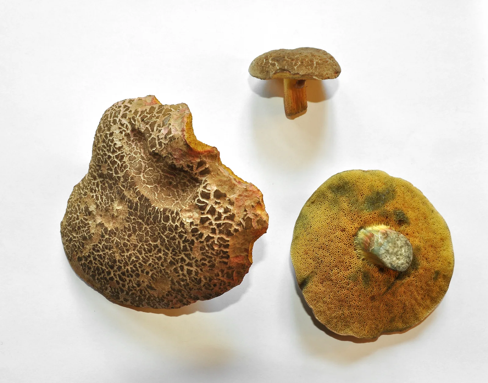 Red-Cracking Bolete showing key field marks for identification.