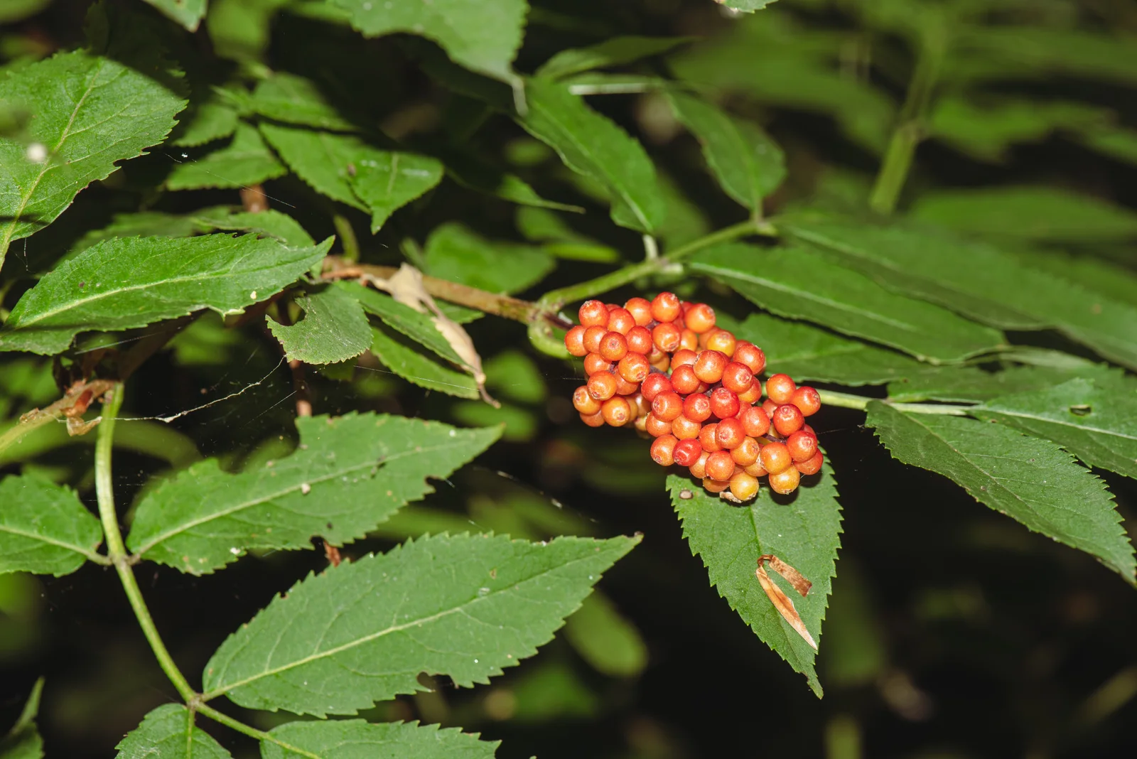 Red Elderberry shown in a verified species image for field-guide context.