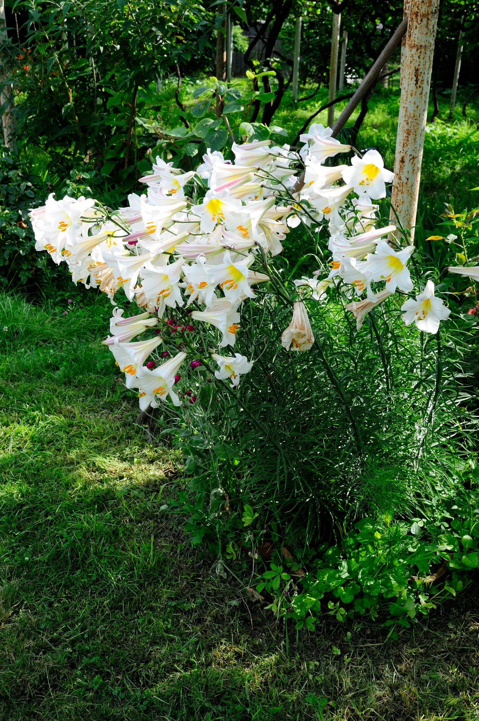 Verified image of Regal Lily showing large white trumpet flowers.