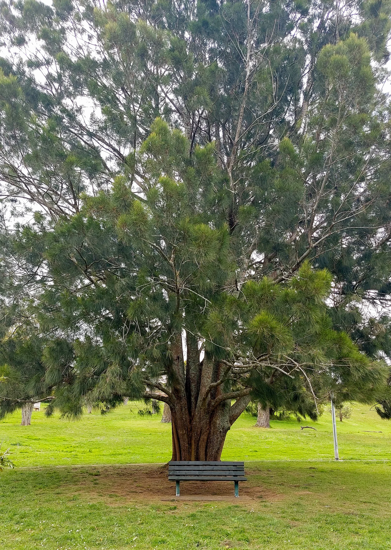 River Sheoak hero showing overall form.