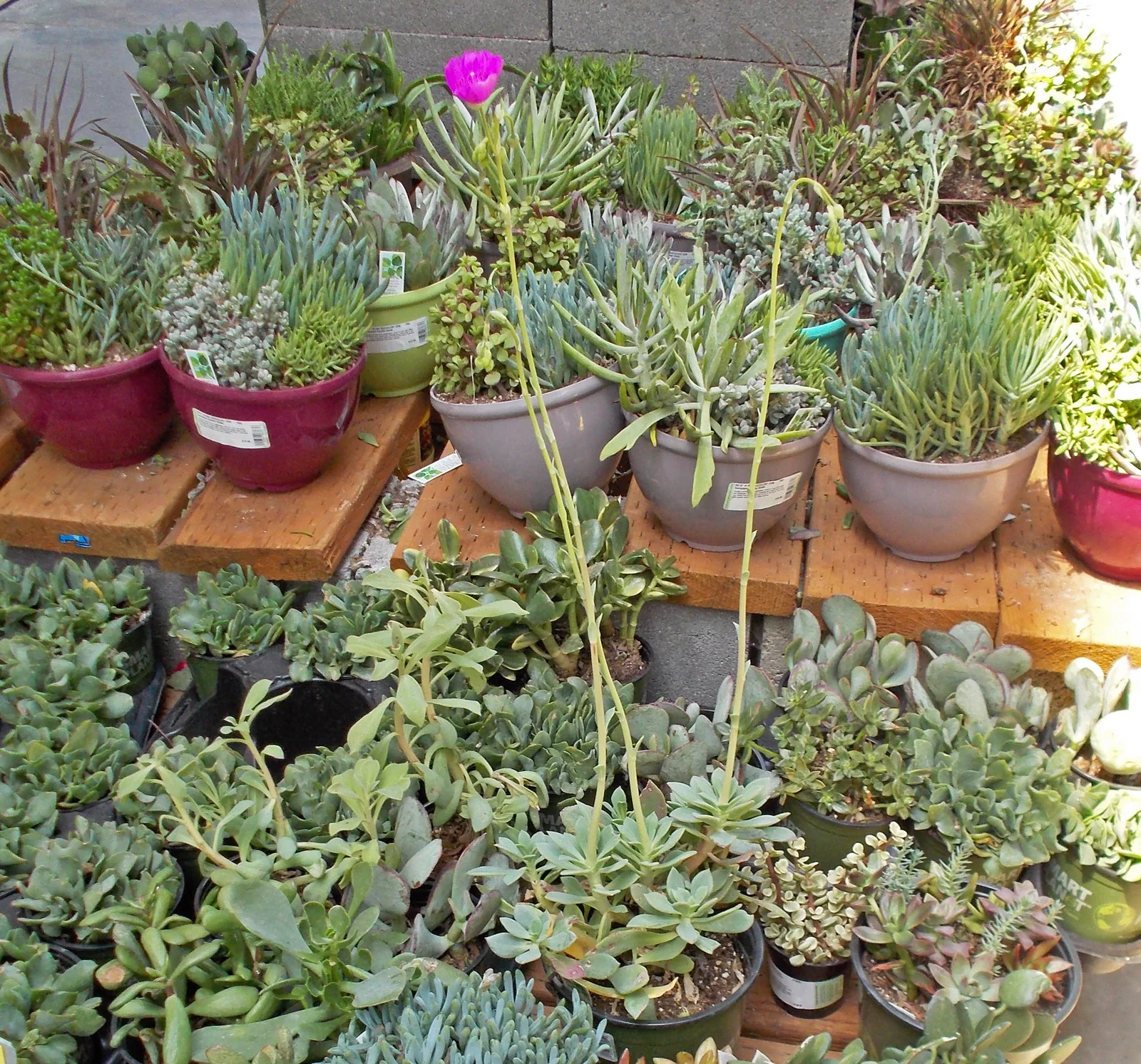 Rock Purslane shown in a verified species image for field-guide context.