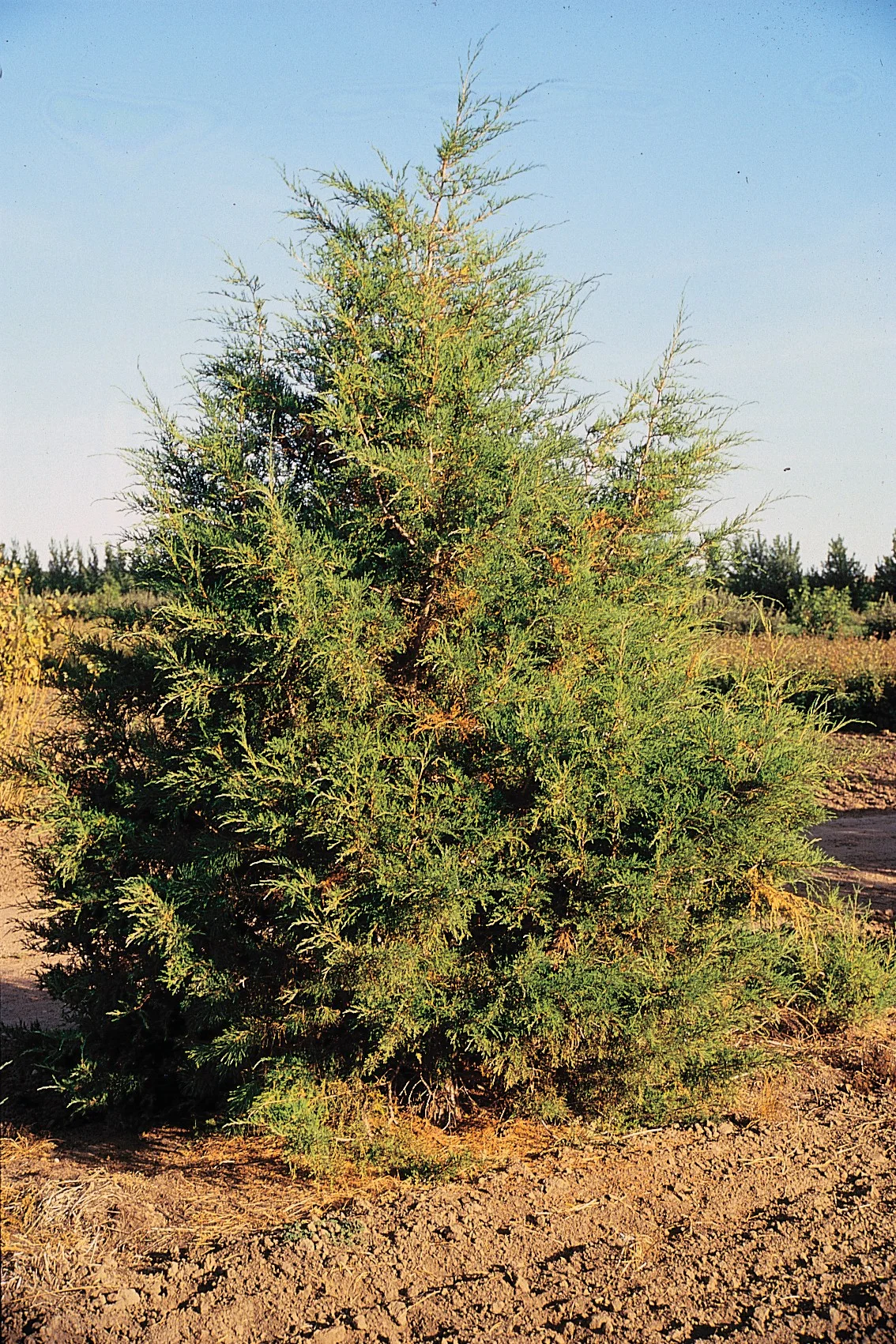 Rocky Mountain juniper tree with dense evergreen branches.