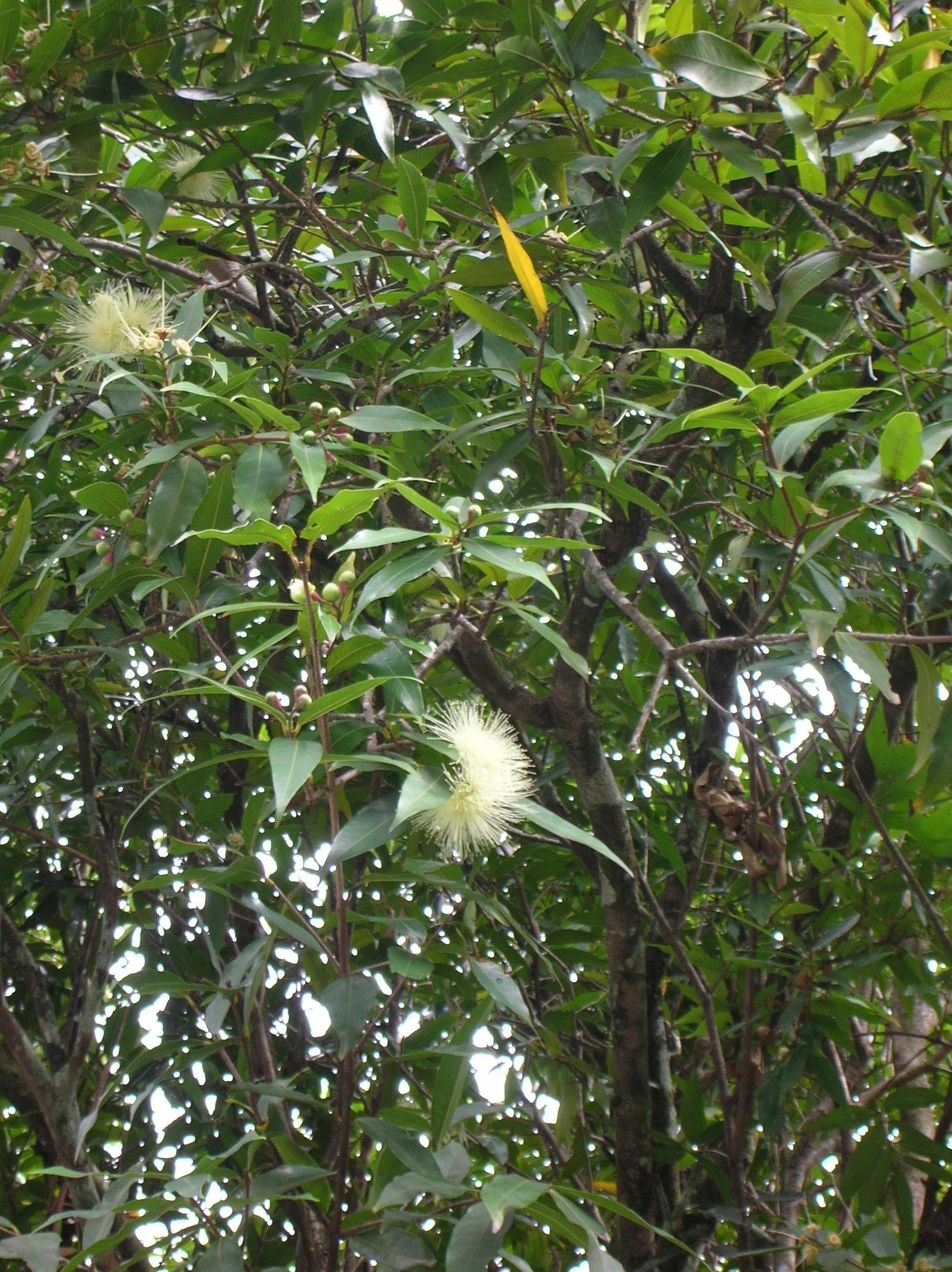 Rose-Apple showing glossy lance-shaped leaves.