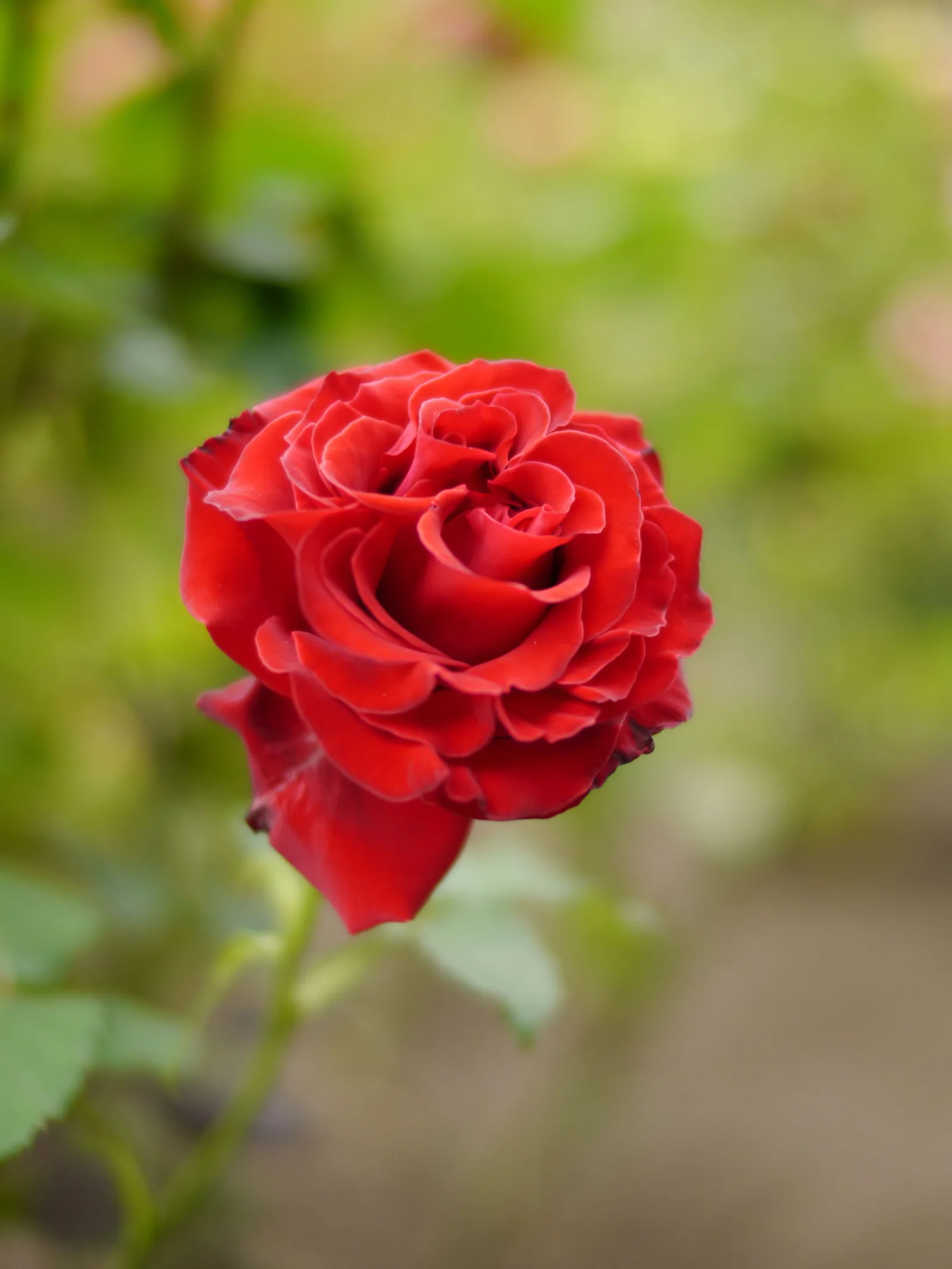Rose showing layered petals or open single flowers.
