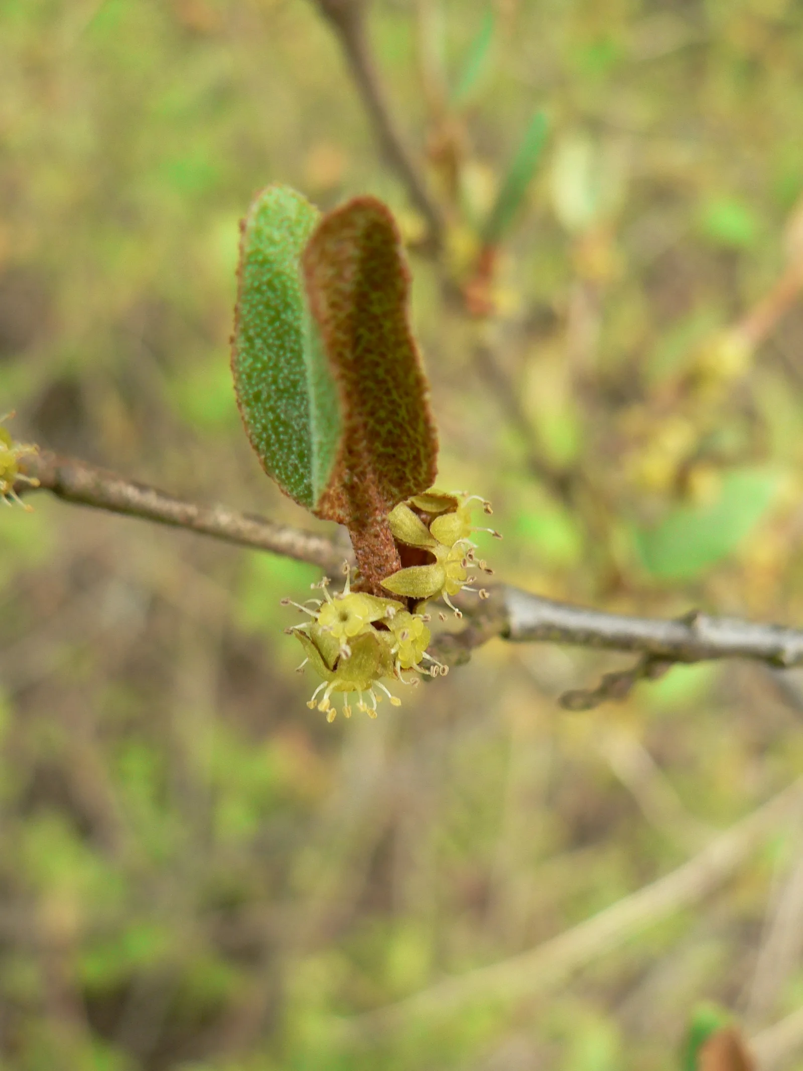 Russet Buffaloberry showing opposite leaves.