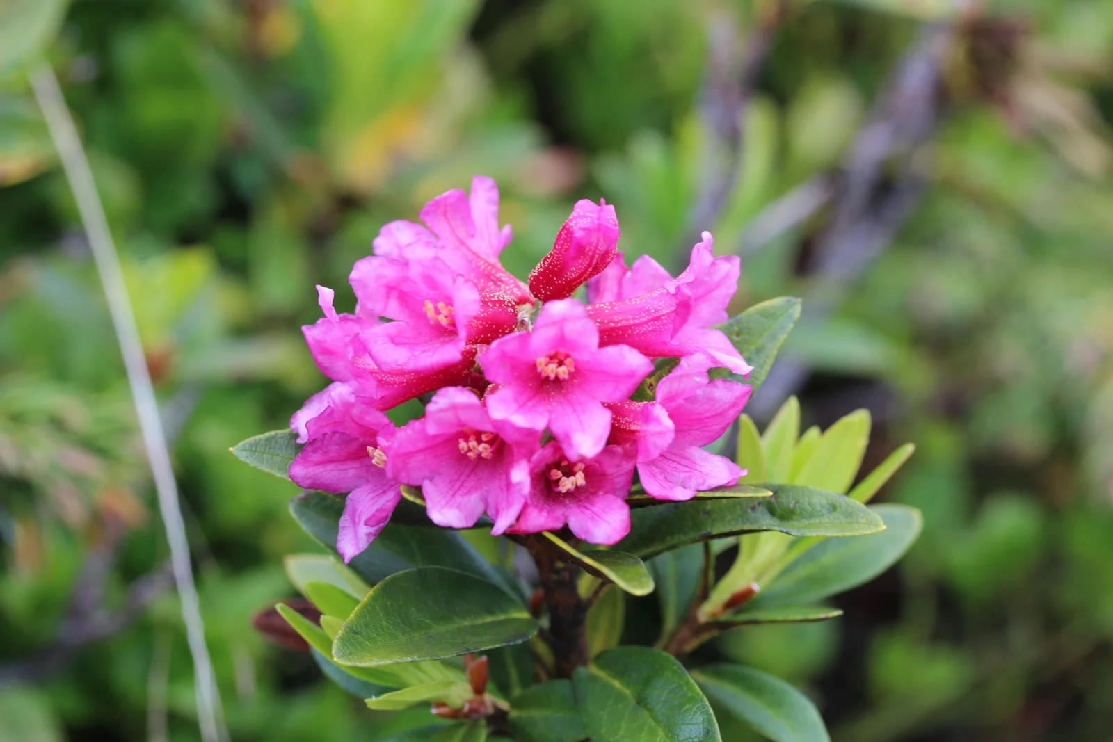 Rusty-Leaved Alpenrose shown in a verified species image for field-guide context.