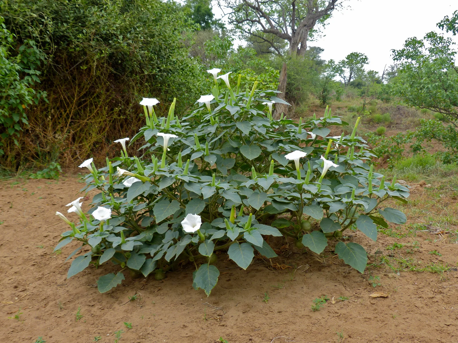 Sacred Datura showing large white trumpet flowers for field identification.