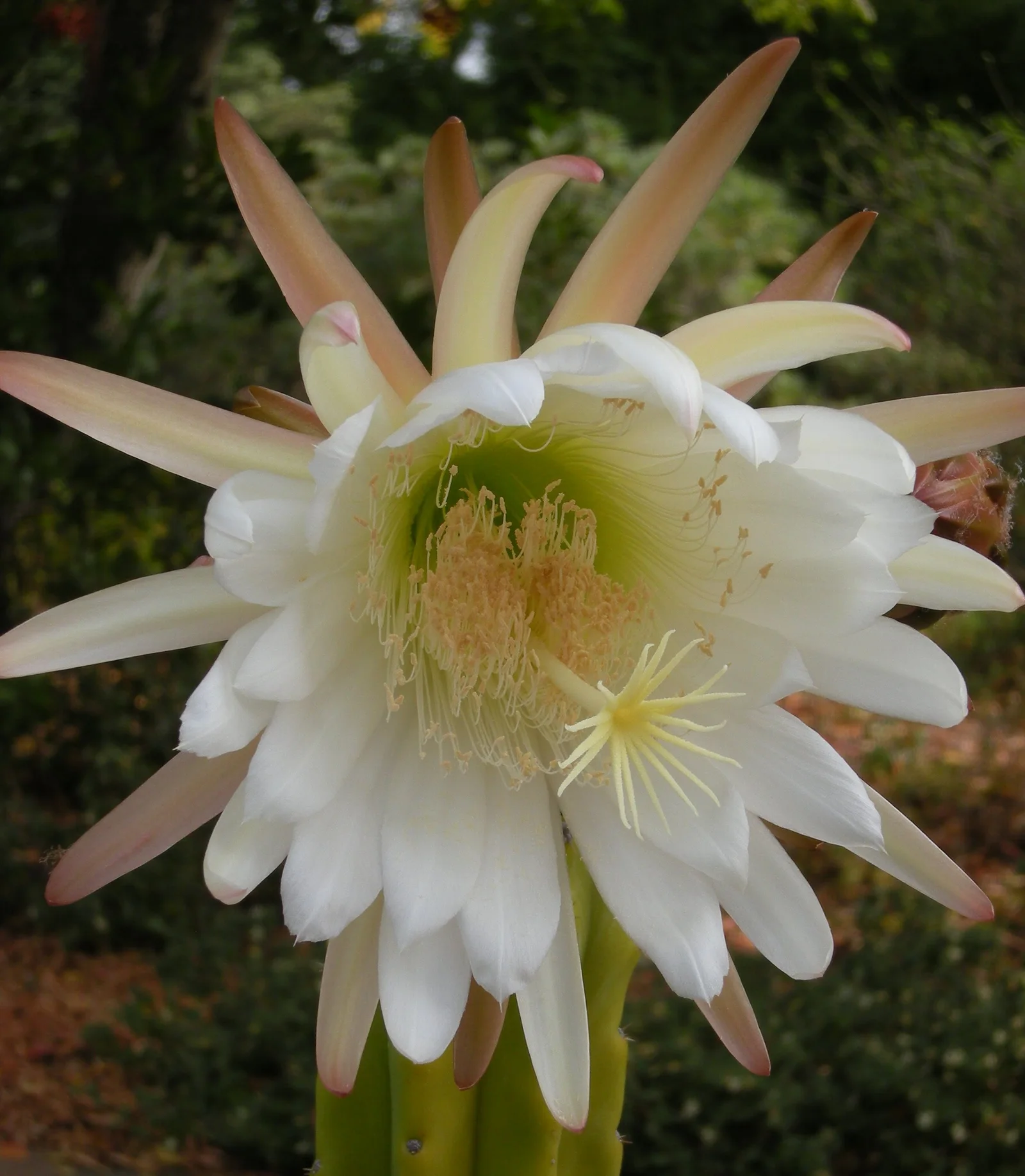 Verified image of San Pedro Cactus showing upright ribbed columns.