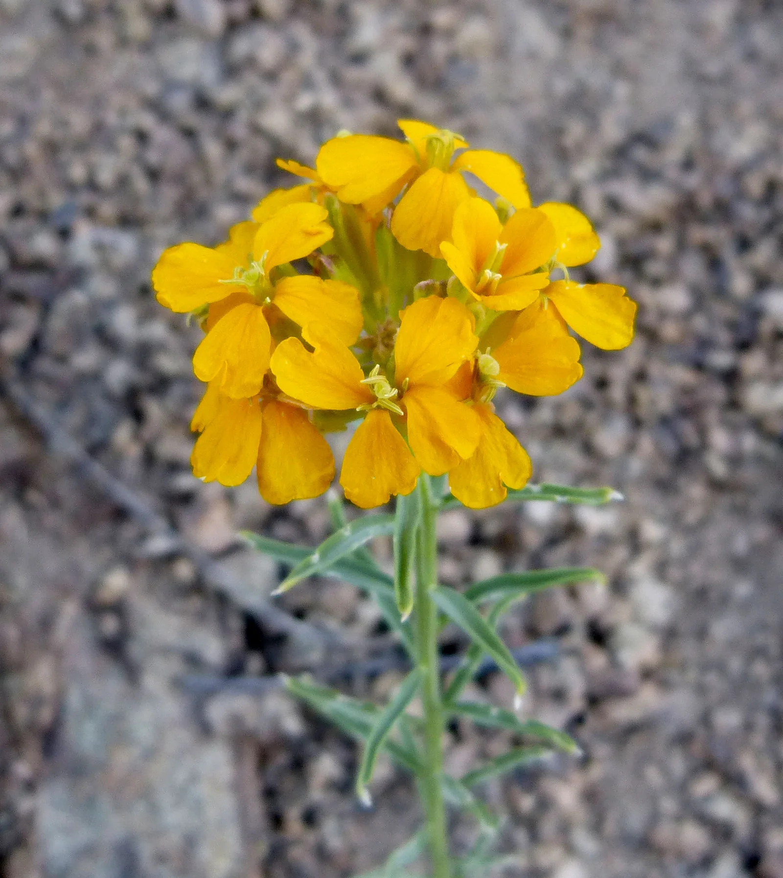 Sanddune Wallflower showing four-petaled flowers.