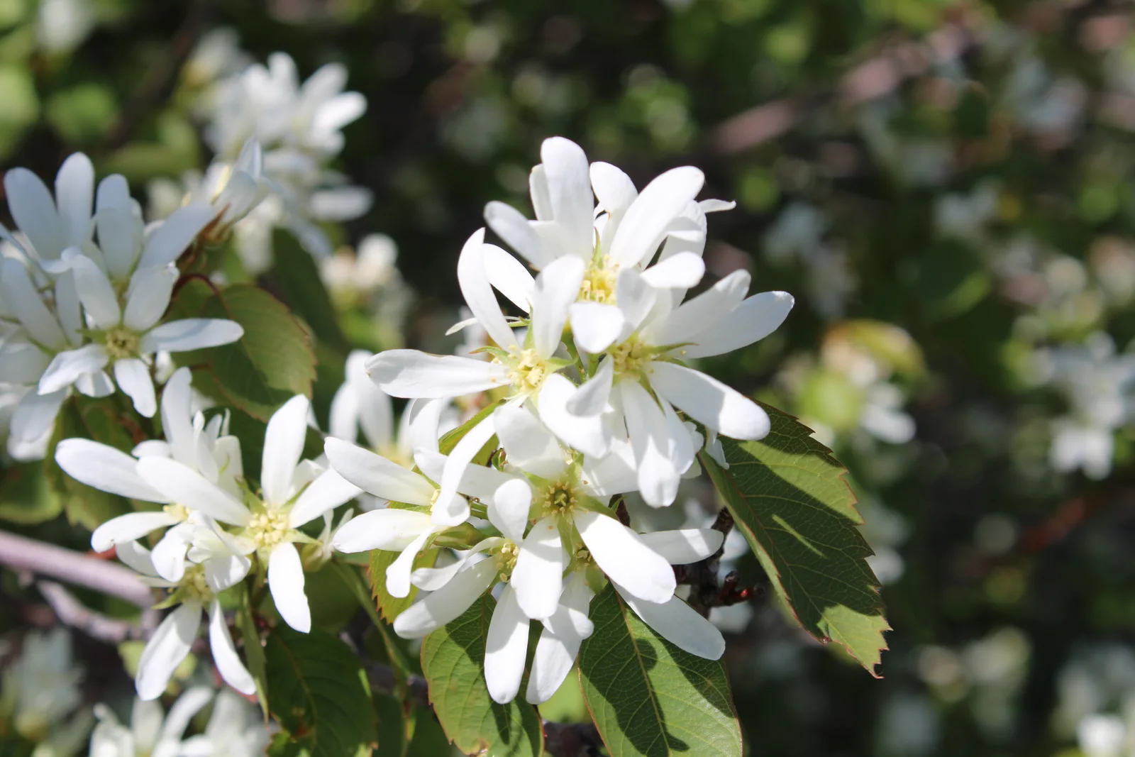 Saskatoon Serviceberry showing field marks for Amelanchier alnifolia.