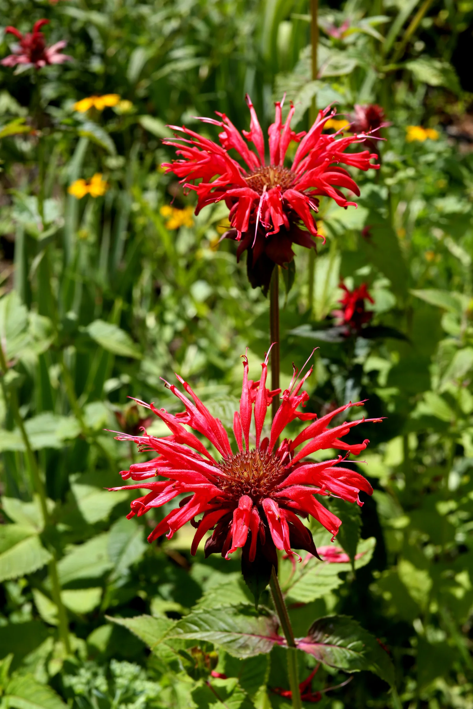 Verified image of Scarlet Beebalm showing scarlet tubular flower heads and square stems.