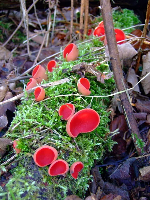 Scarlet Cup showing bright red cup interior for field identification.