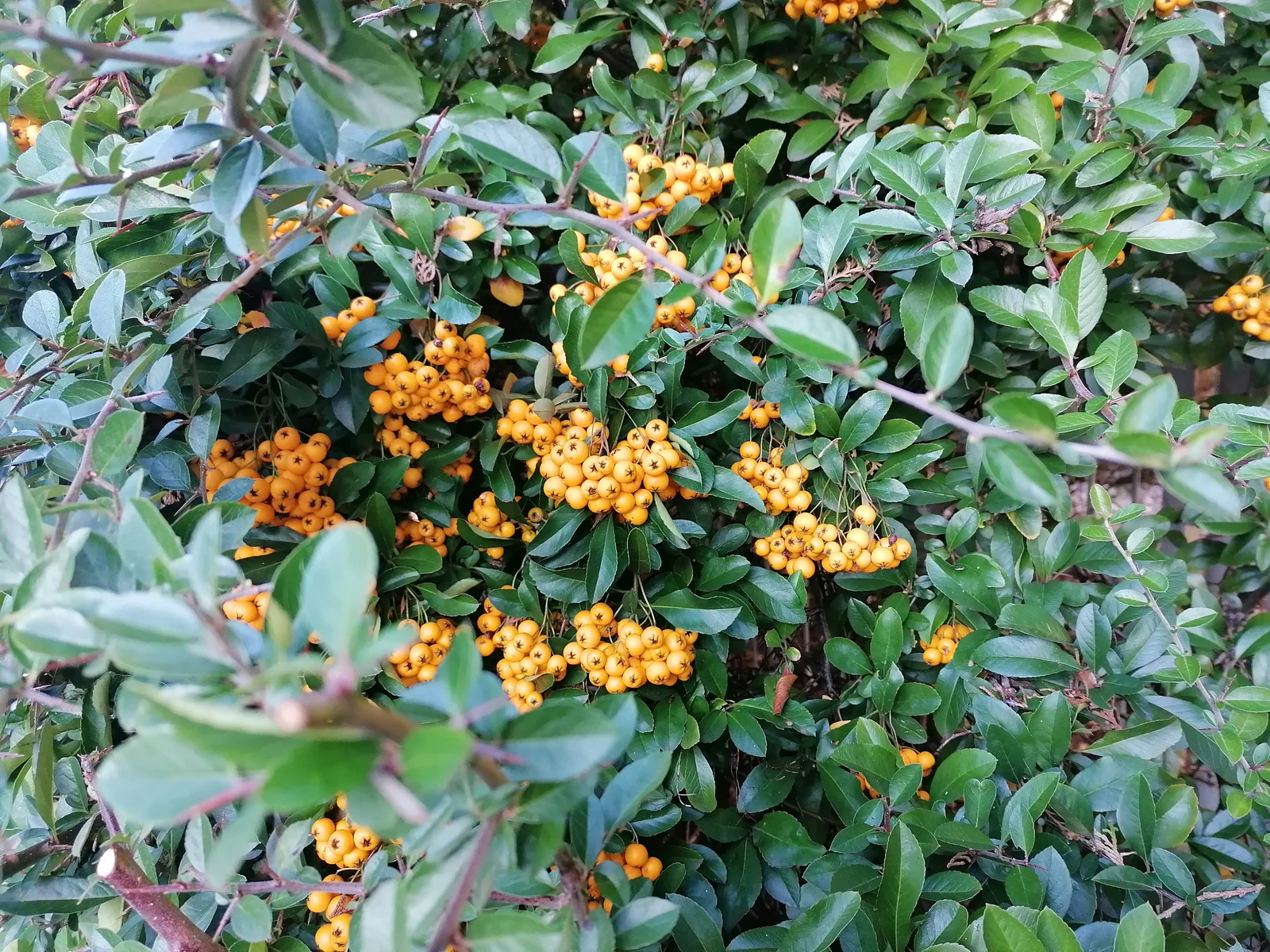 Scarlet Firethorn showing sharp thorns.