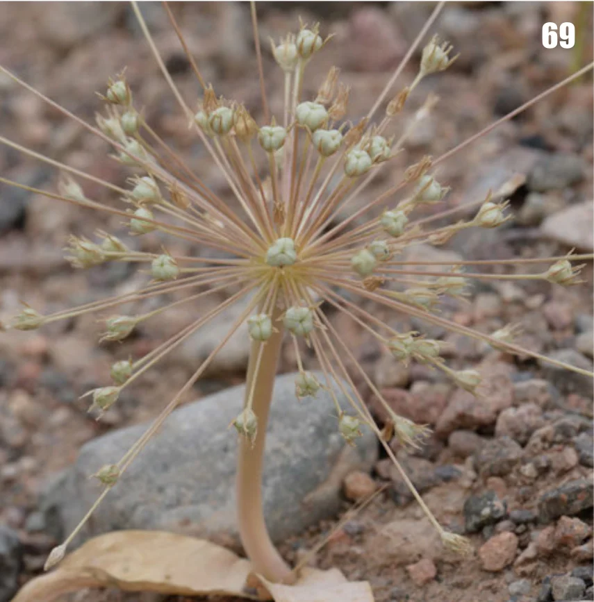 Schubert's Allium shown in a verified species image for field-guide context.