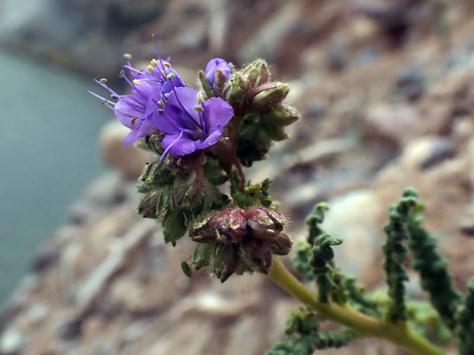 Scorpionweed showing coiled flower clusters, hairy leaves, and purple to blue or pale flowers depending on species.