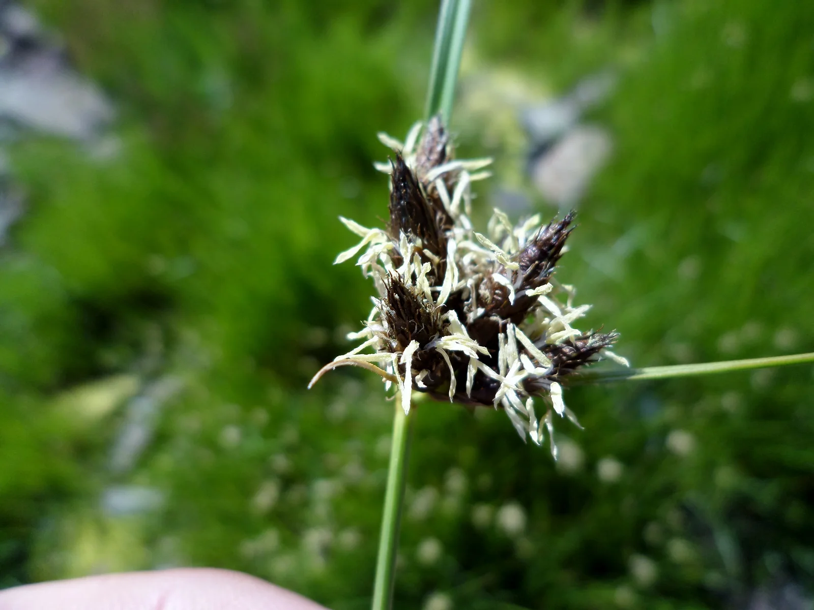 Sea Club-Rush showing triangular or rounded green stems.