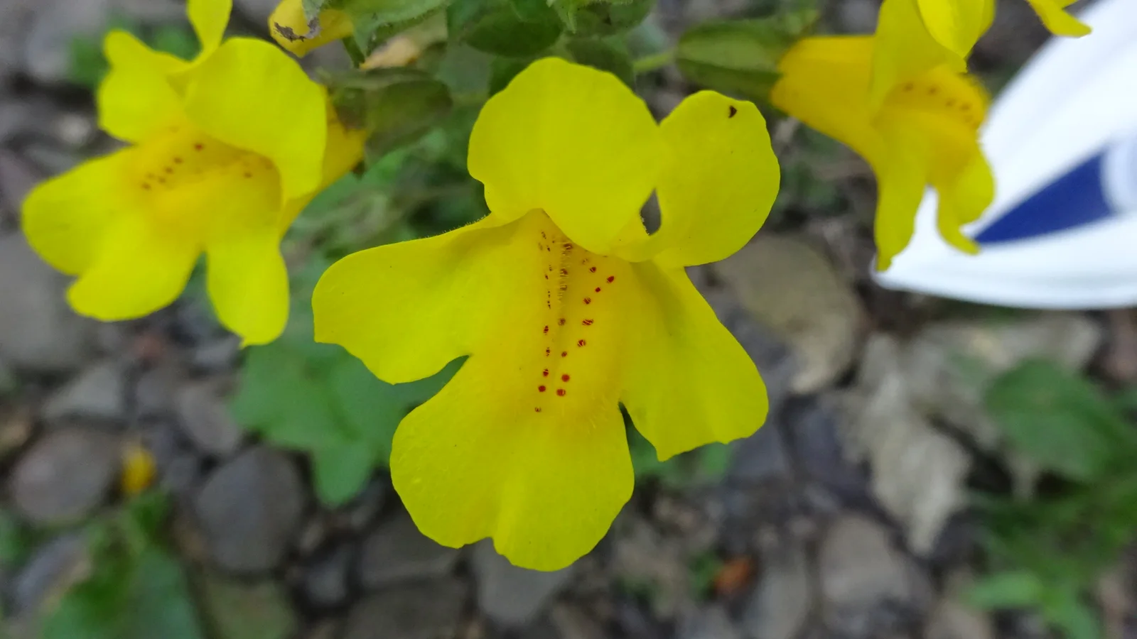 Seep Monkeyflower shown in a verified species image for field-guide context.