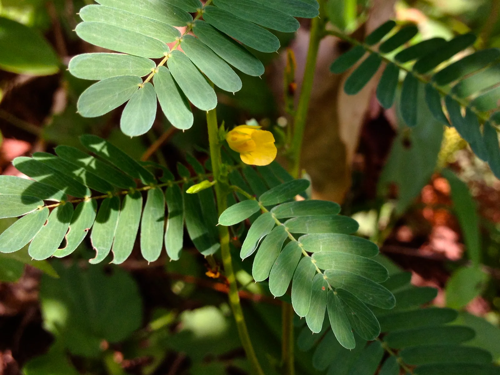 Sensitive Partridge Pea shown in a verified species image for field-guide context.