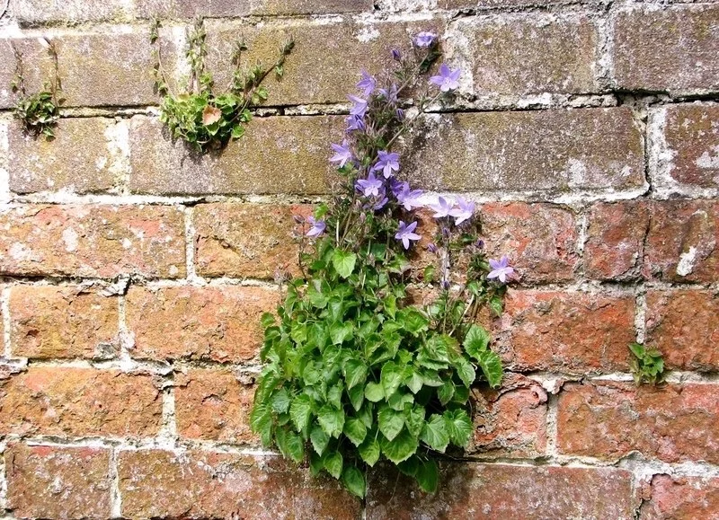 Serbian Bellflower showing trailing stems.