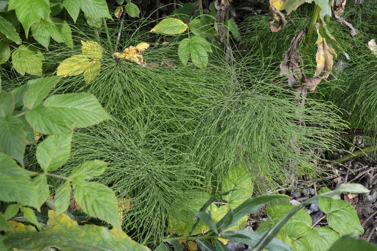 Shady Horsetail showing field marks for Equisetum pratense.
