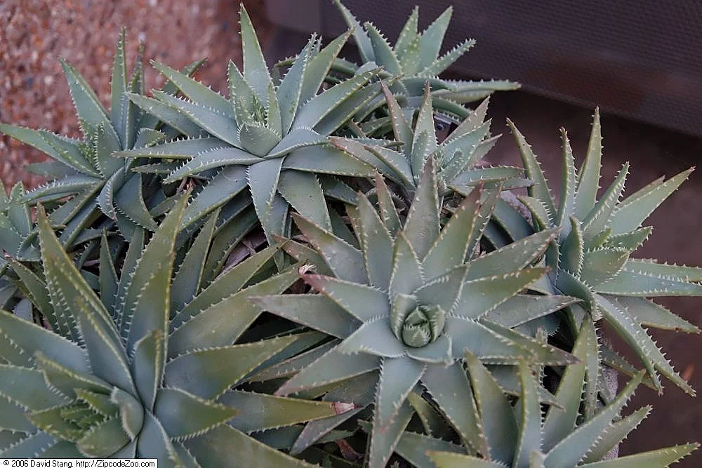 Short-leaf aloe forming a compact rosette of broad, thick leaves.