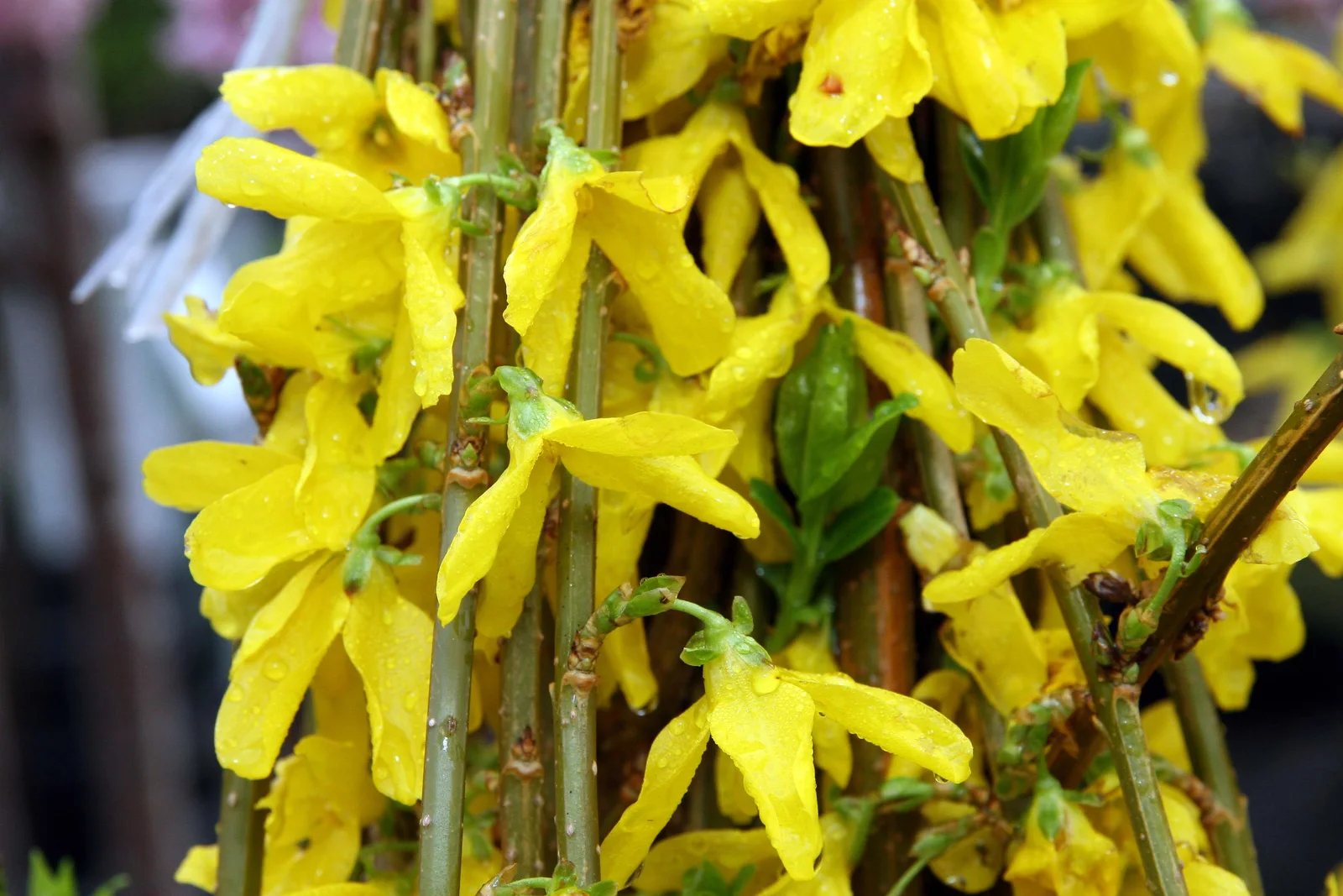 Showy Forsythia showing yellow four-lobed flowers.