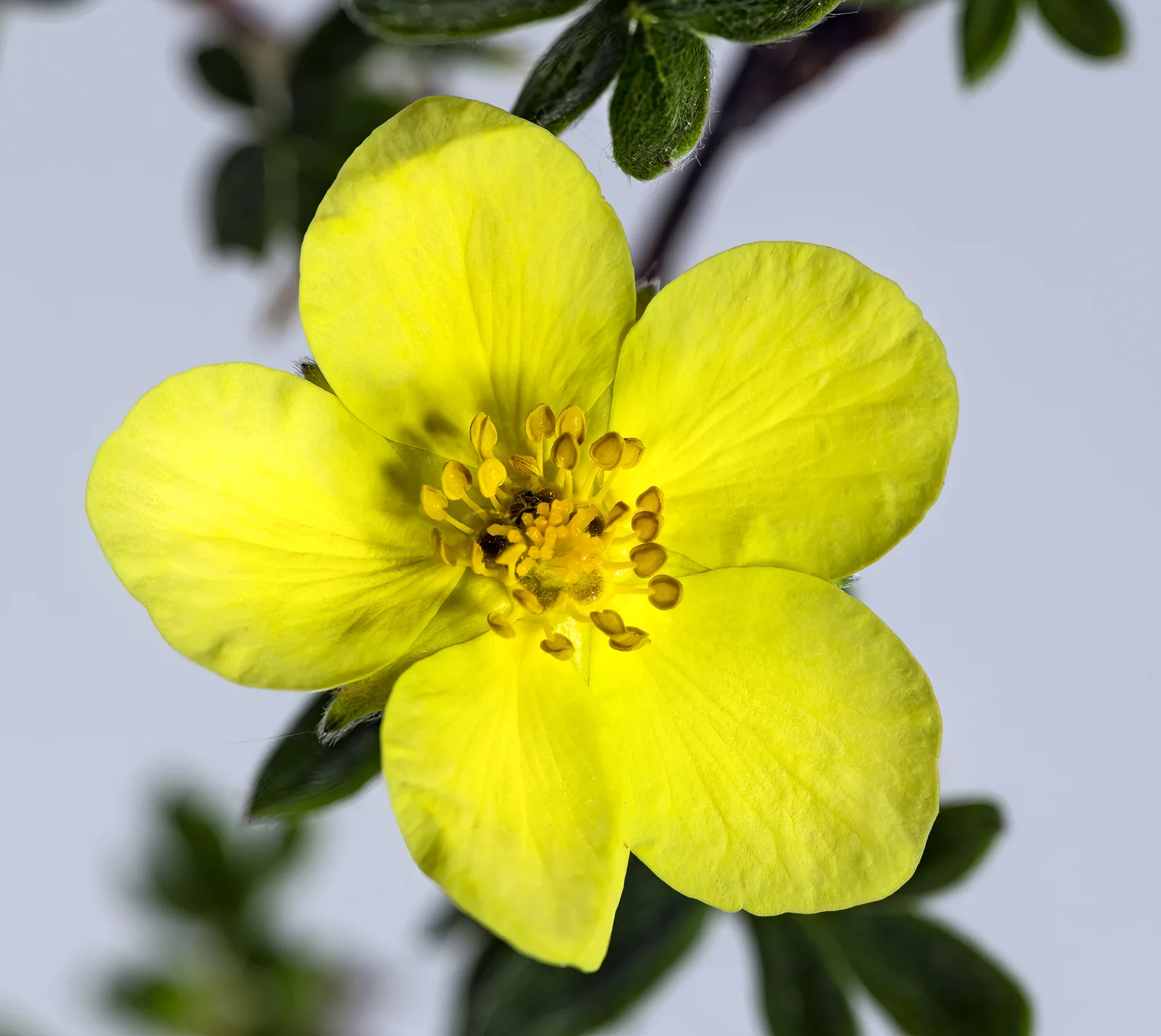 Shrubby Cinquefoil showing five-part leaflets.