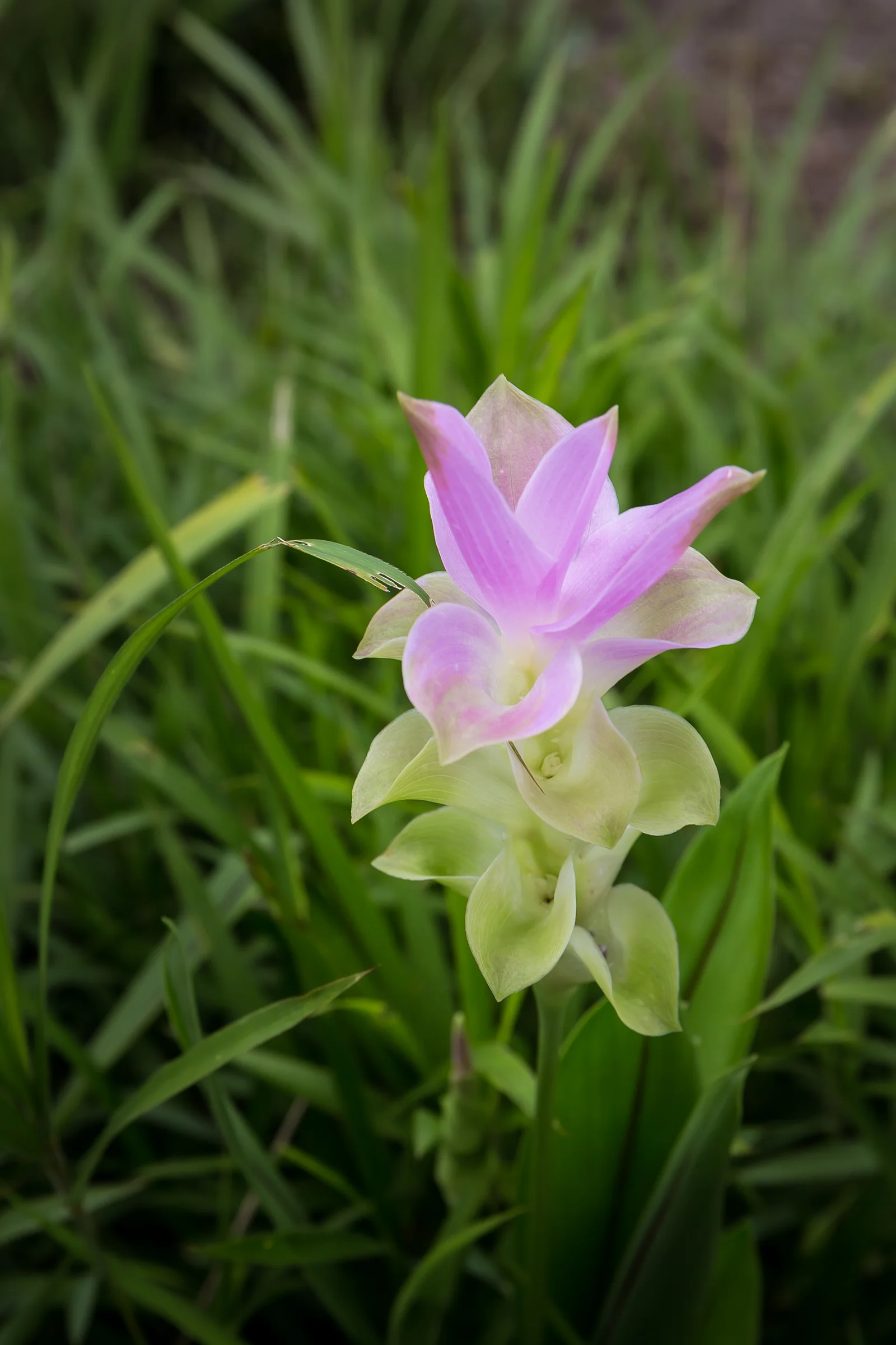 Siam Tulip showing field marks for Curcuma alismatifolia.