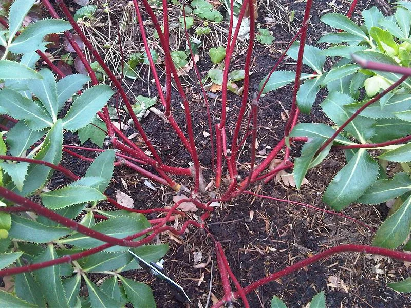 Siberian Dogwood showing red young stems.