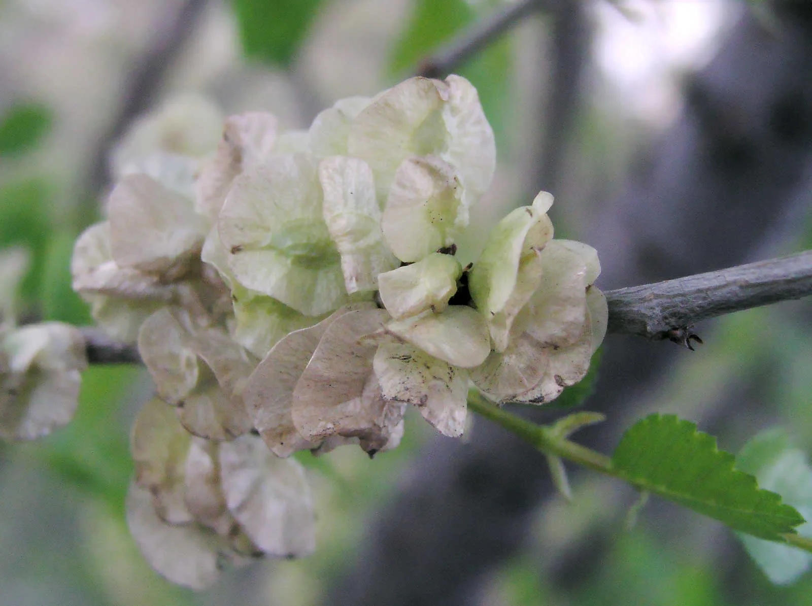 Siberian Elm showing small toothed oval leaves.