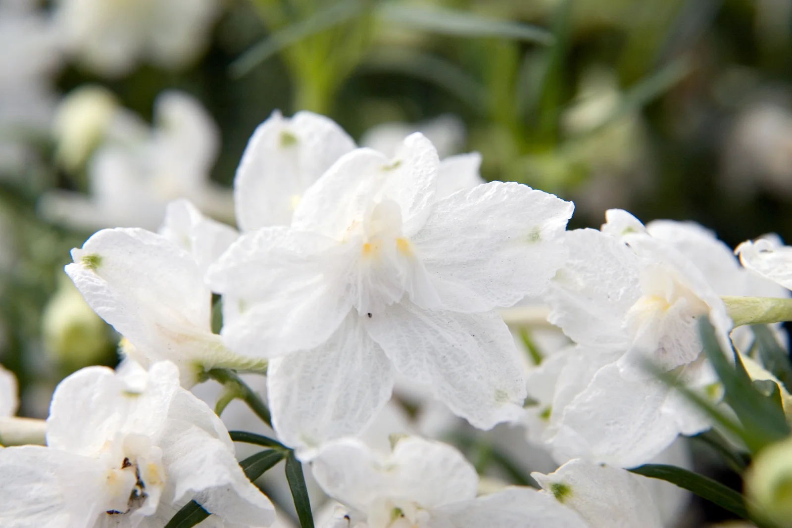 Verified image of Siberian Larkspur showing spurred flowers.