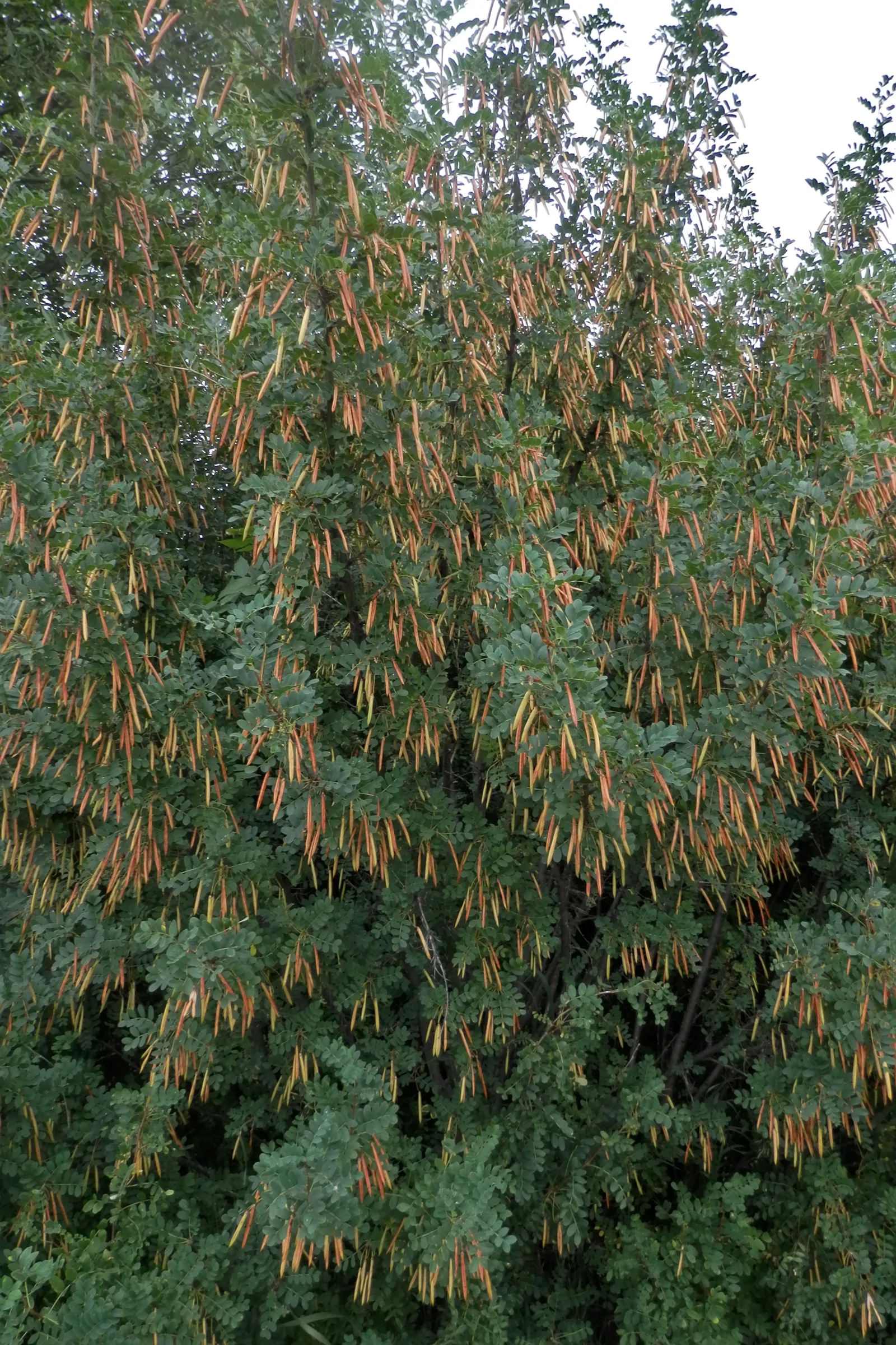 Siberian Peashrub showing visible field marks for Caragana arborescens.