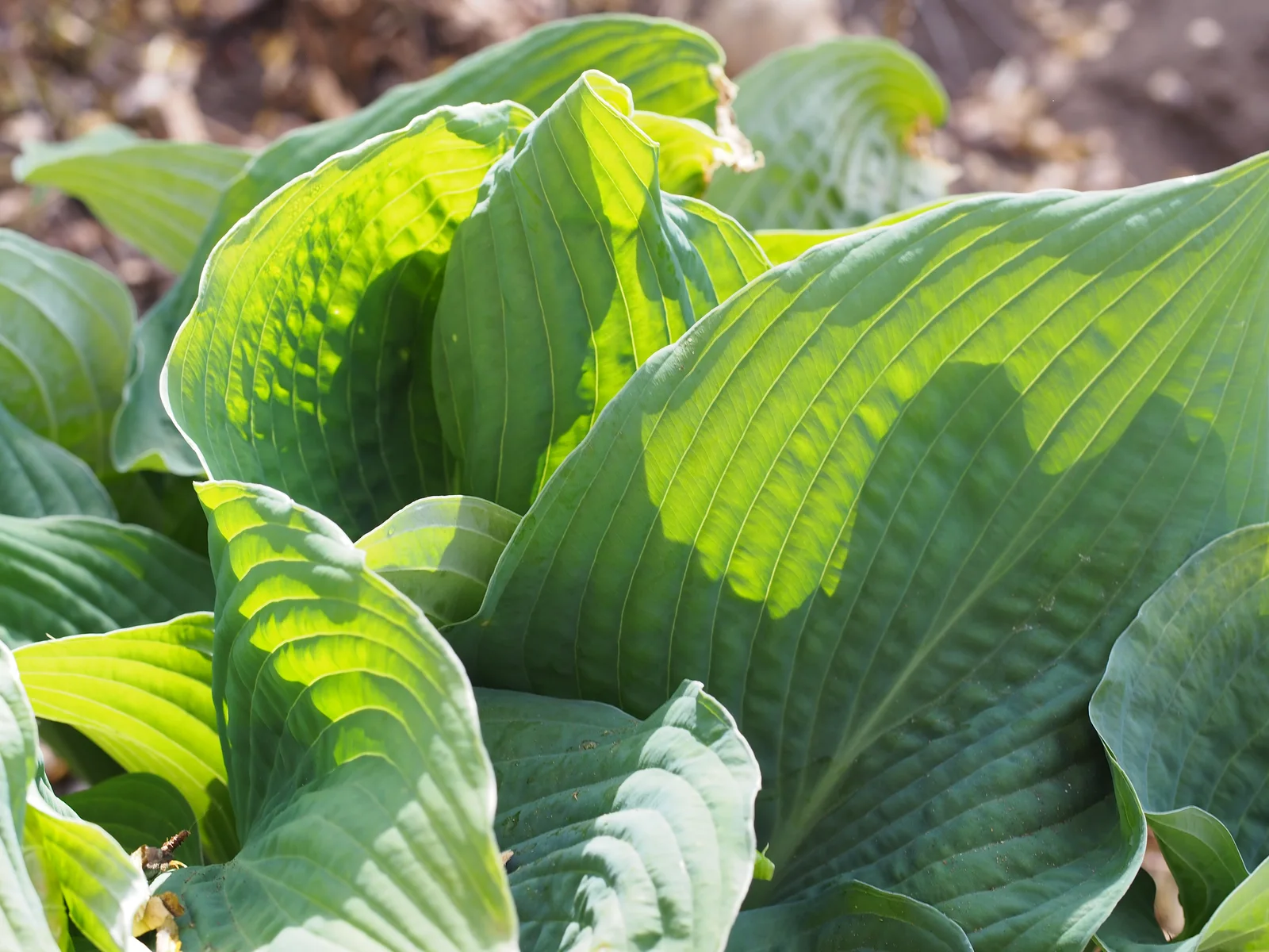 Siebold's Plantain Lily showing large blue-green puckered leaves and pale flowers rising above the mound.