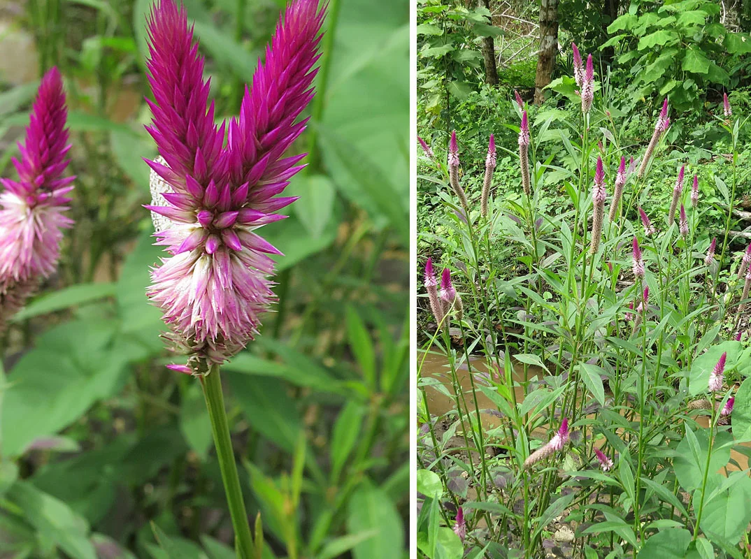 Silver Cock's Comb showing upright stems, narrow leaves, and dense silvery to pink flower spikes or crests.