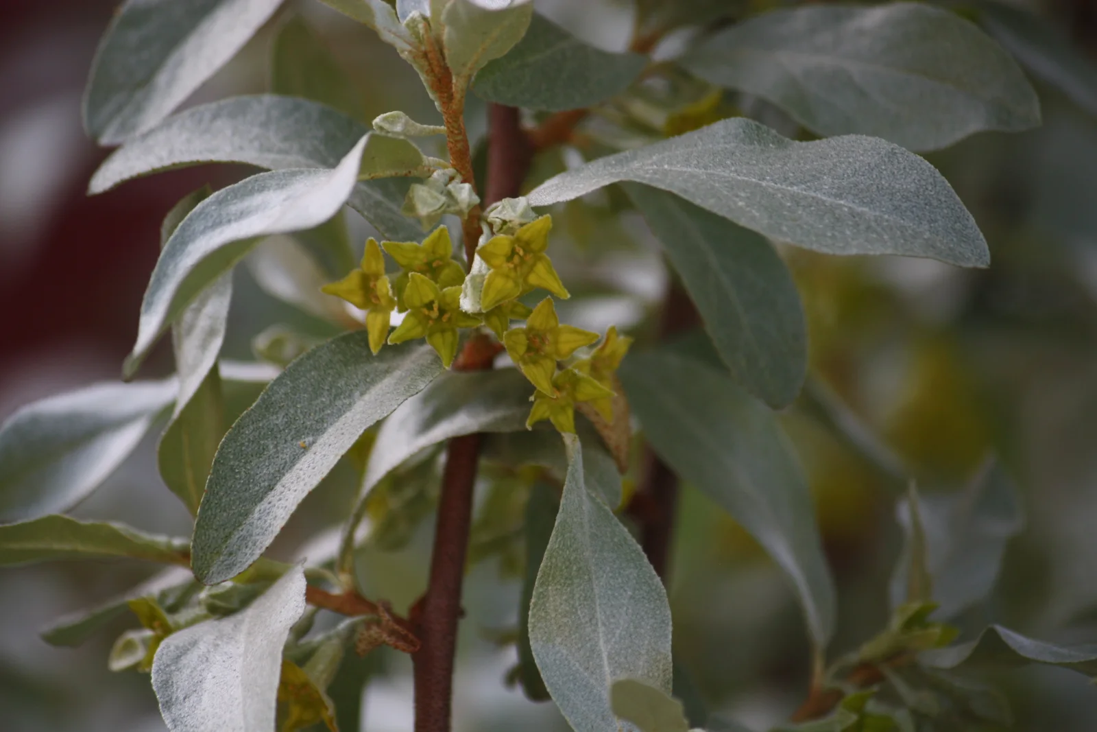 Silverberry branch with pale silvery leaves.