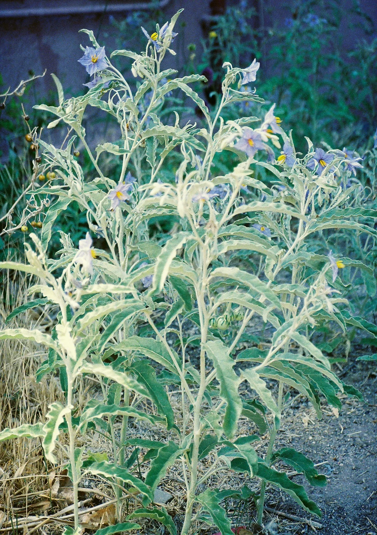 Verified image of Silverleaf Nightshade showing silvery leaves with purple star-shaped flowers.