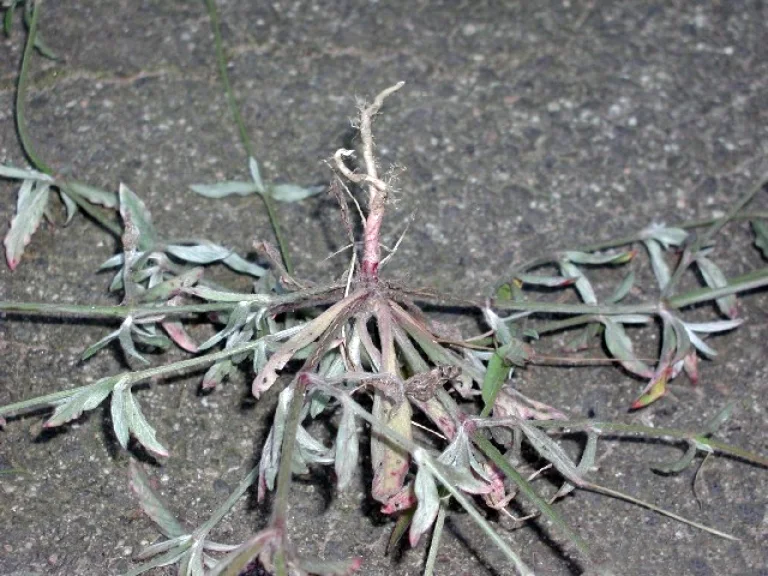 Slender Snakecotton showing silky white hairs.