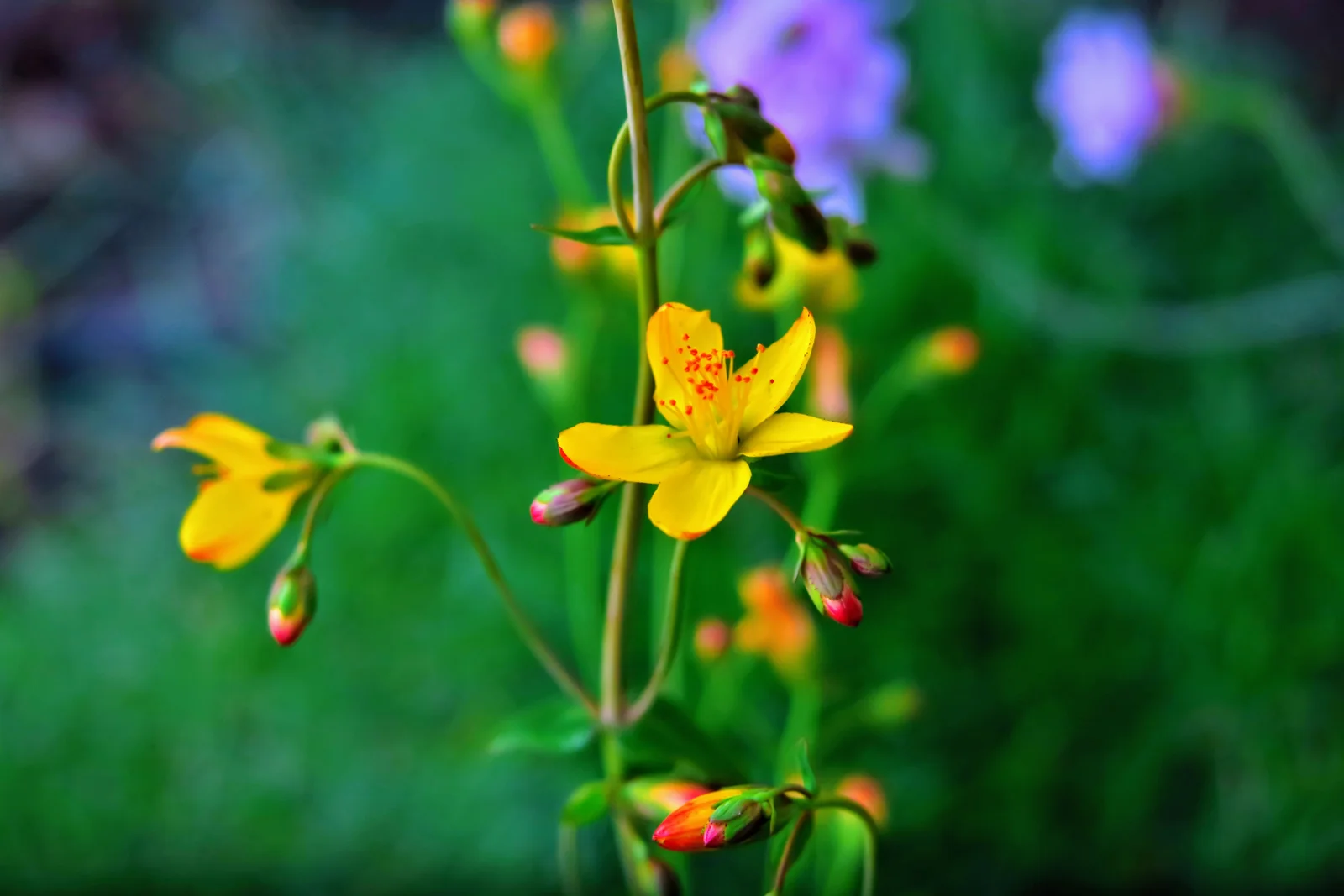Slender St John's-Wort showing field marks for identification.