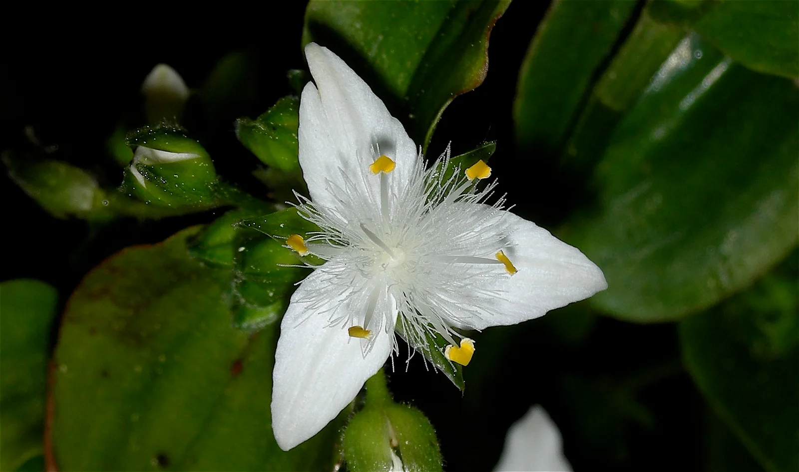 Small-Leaf Spiderwort showing glossy oval leaves.