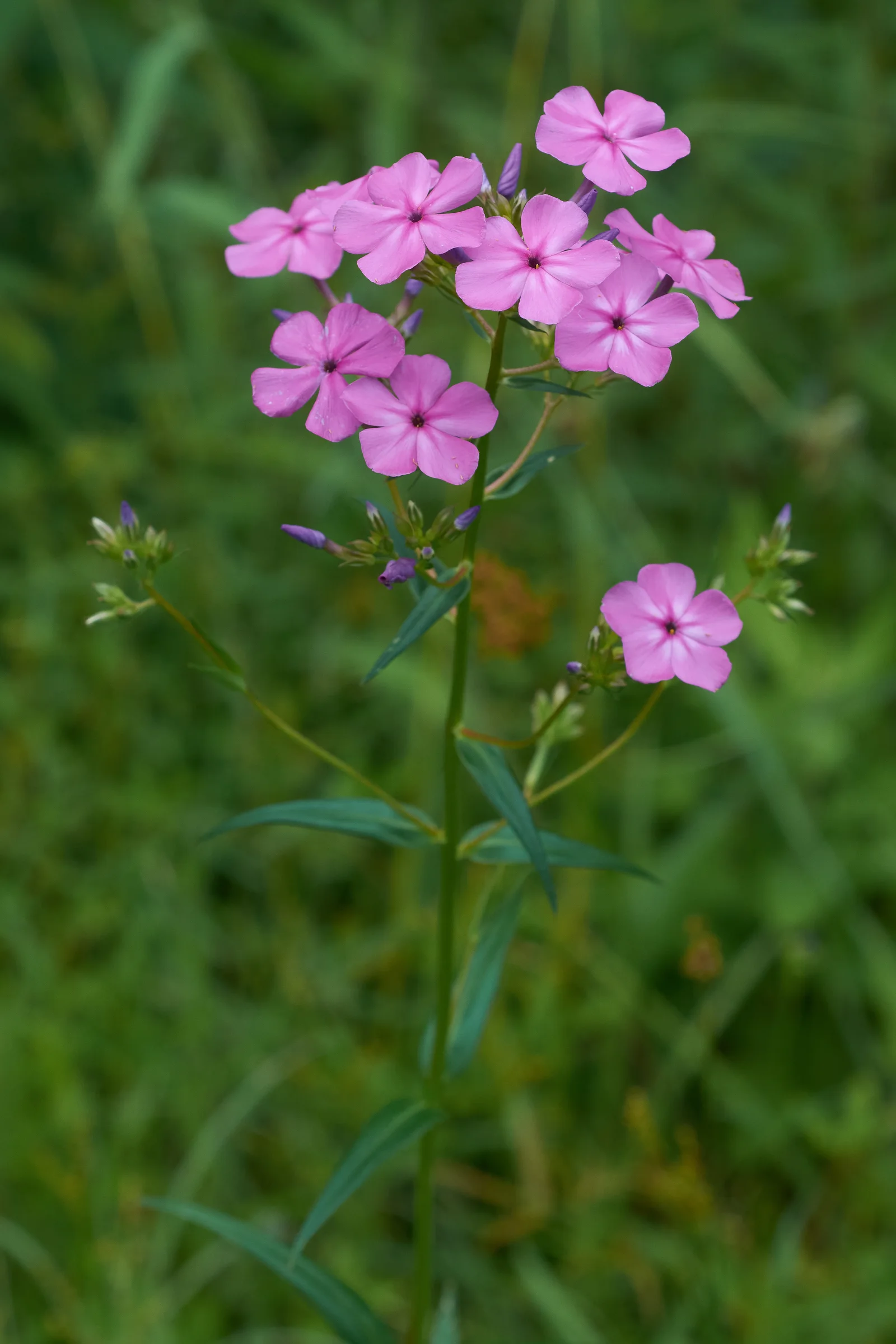 Smooth Phlox hero showing overall form.