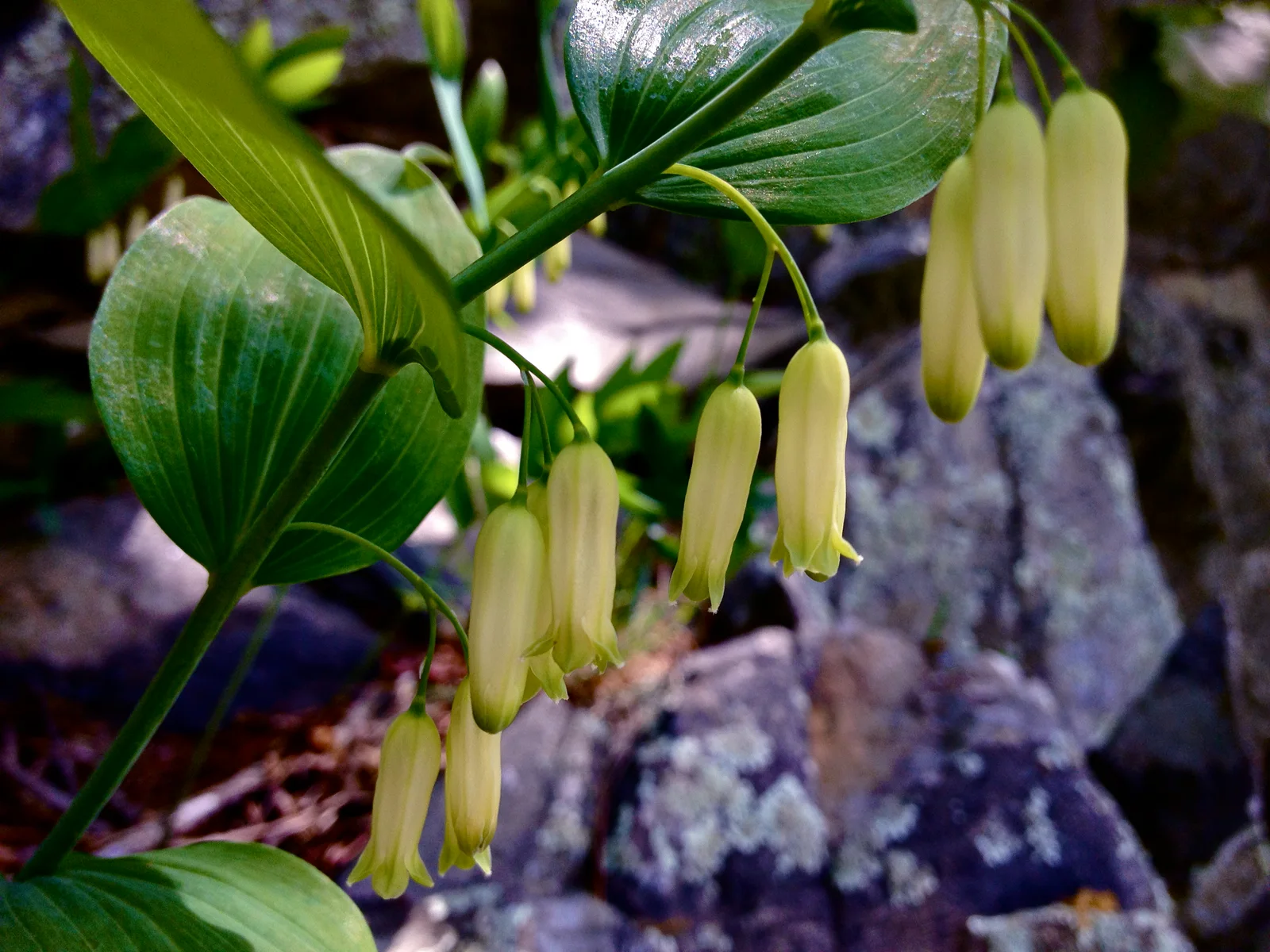 Verified image of Solomon's Seal showing paired hanging flowers under arching stems.
