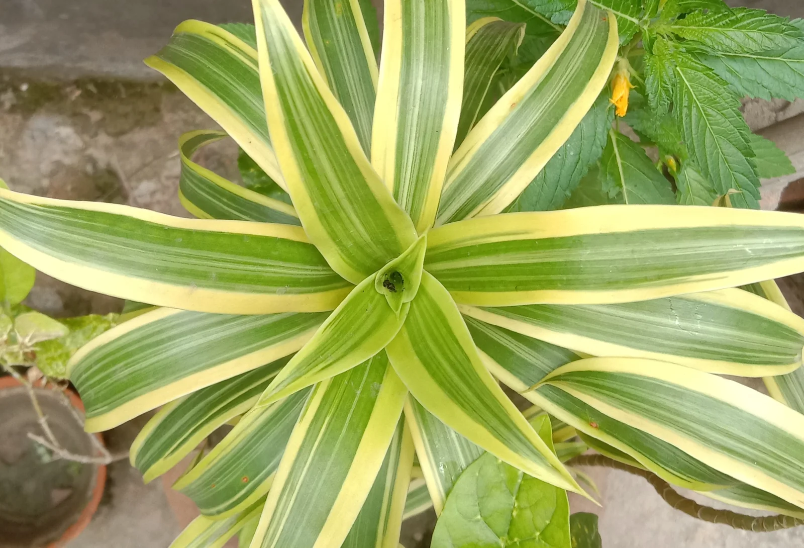 Song of India showing yellow-edged leaves clustered around woody stems in repeated spirals.