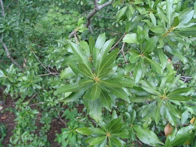 Southern Wax Myrtle shown in a verified species image for field-guide context.